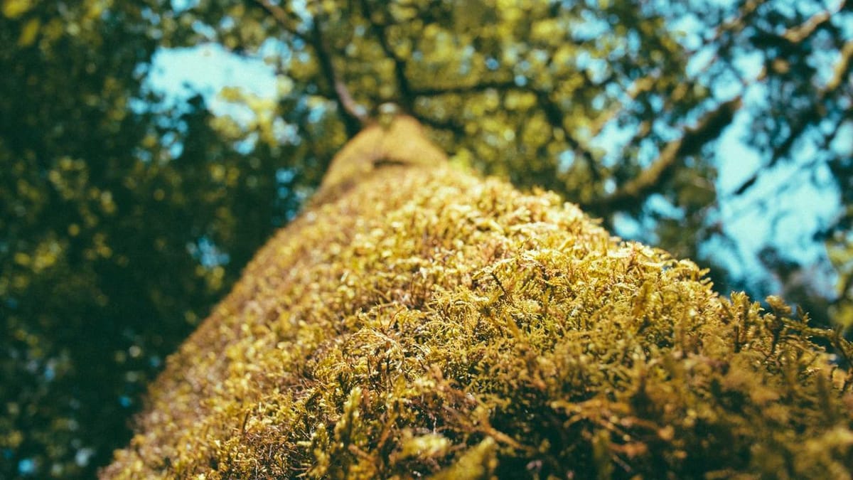 Geopolitical risk and domestic policy convergence - Warm Insight Politics analysis