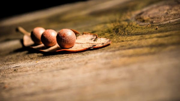 US economic data tariffs impact - Warm Insight Energy analysis