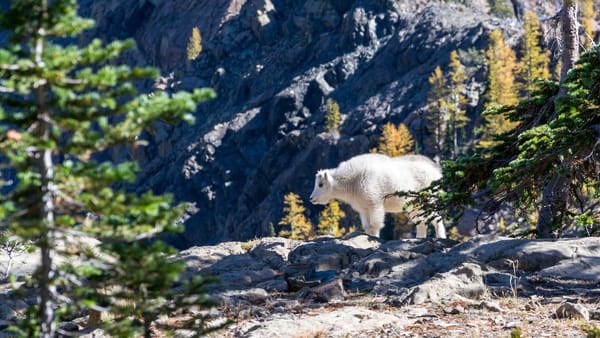 Impact of GLP-1 drugs on consumer health spending - Warm Insight Health analysis